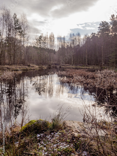 Winter forrest in marshland with locaclised pond water at Penrith, Cumbria, UK