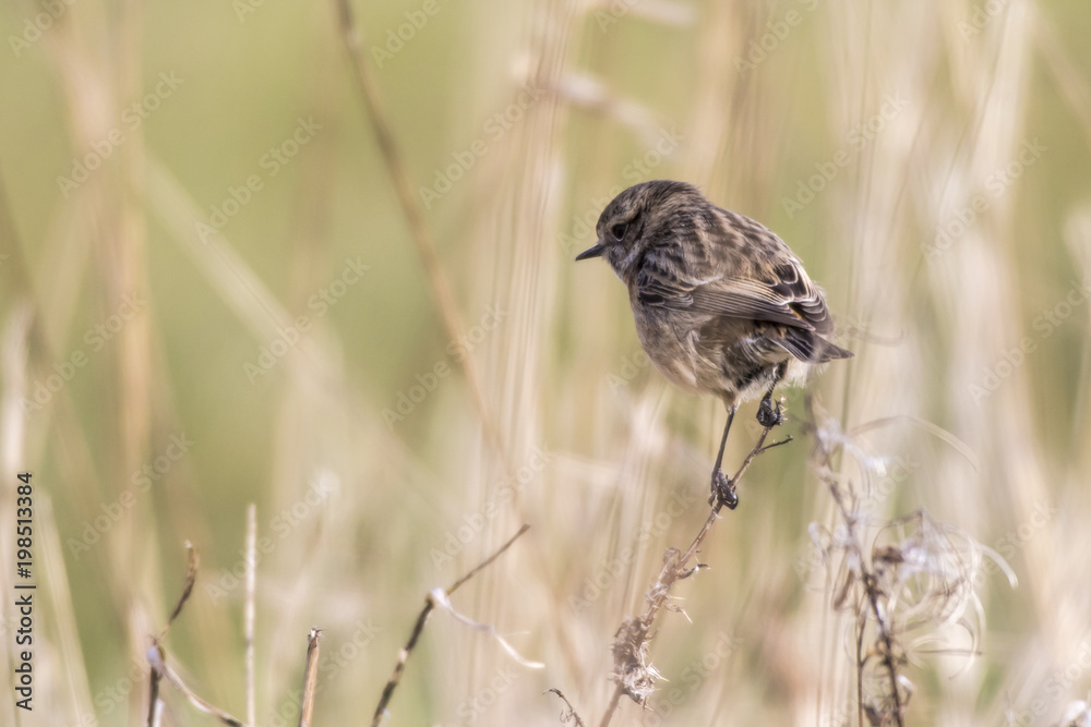 Fototapeta premium Schwarzkehlchen (Saxicola torquatus)