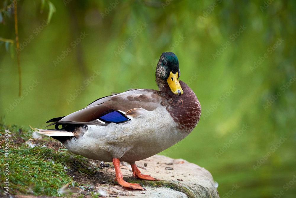 Mallard (Anas platyrhynchos) Mallard (Anas platyrhynchos)