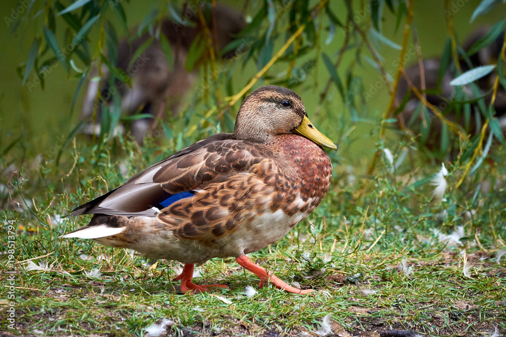 Mallard (Anas platyrhynchos) Mallard (Anas platyrhynchos)