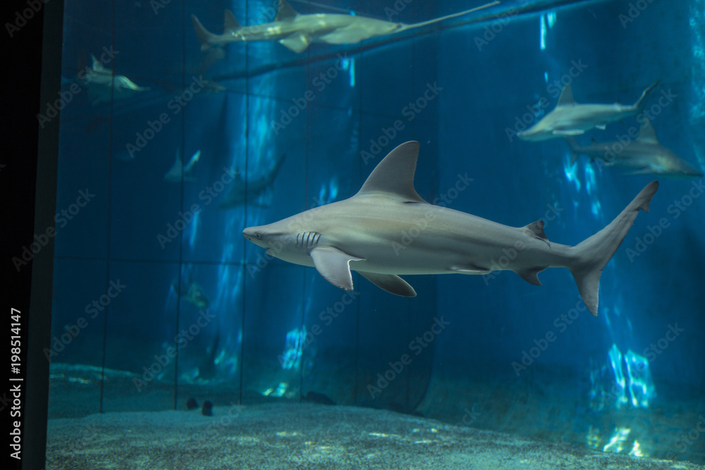 Fototapeta premium shark photo inside aquarium tank