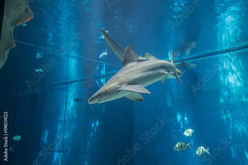 shark photo inside aquarium tank 2