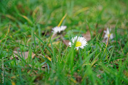 Grass close-up in green lawn, blured background, fresh texture