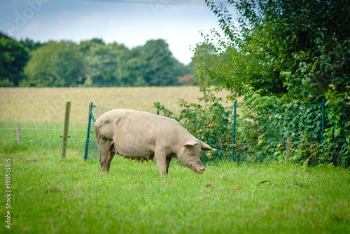 Pig farm. pigs in field. Healthy pig on meadow