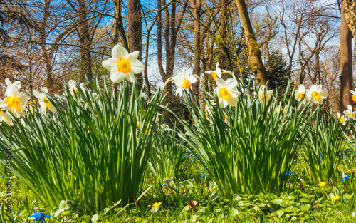 narcissus groving from the green grass photo