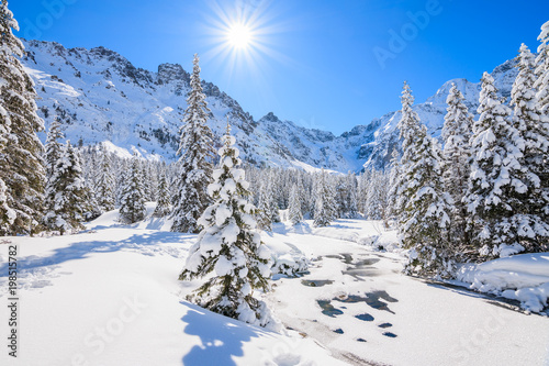 Obraz na płótnie Spruce trees in winter landscape near Morskie Oko lake with sun on blue sky, Tatra Mountains, Poland w salonie