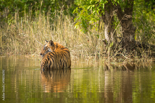 A male tiger from bandhavgarh