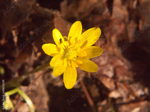 close up of yellow growing spring pretty flower floor - Ranunculus ficaria L. - Lesser Celandine photo