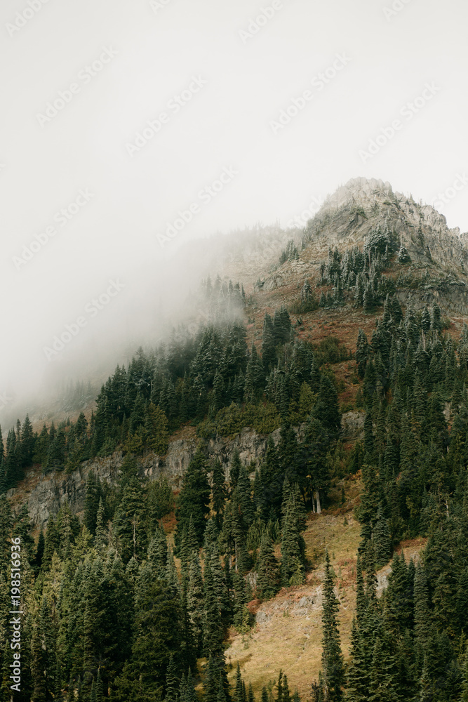 Pine Covered Mountain Top Hidden in the Clouds