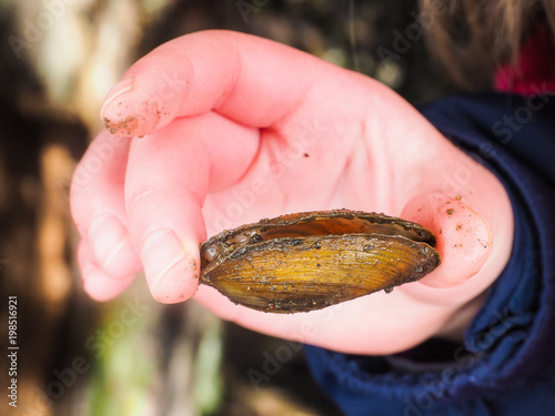 Freshwater swan mussel inbetween fingers of a young girl at closeup