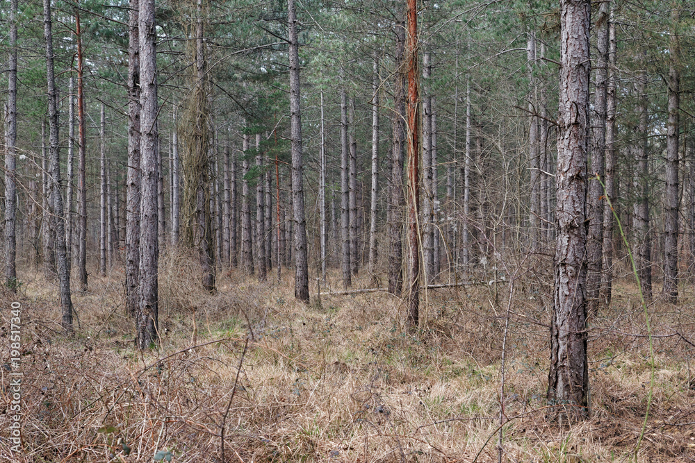 Undergrowth and pine tree trunks in Fontainebeau Undergrowth and pine tree trunks in Fontainebeau