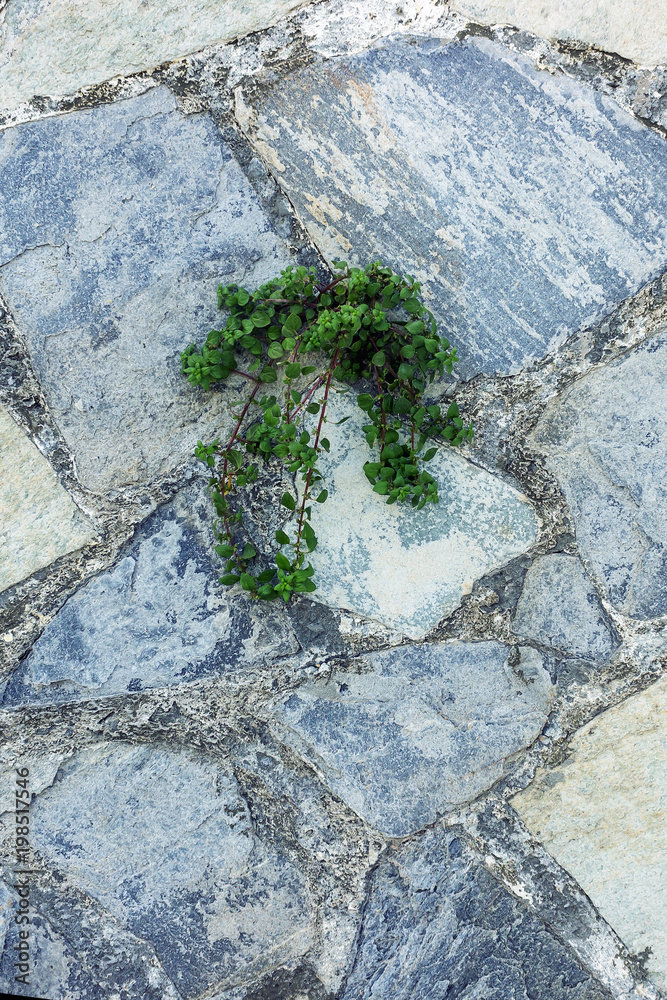 Green plant germinate on an old stone wall. Concept of overcoming obstacles and willpower. Green plant germinate on an old stone wall. Concept of overcoming obstacles and willpower.