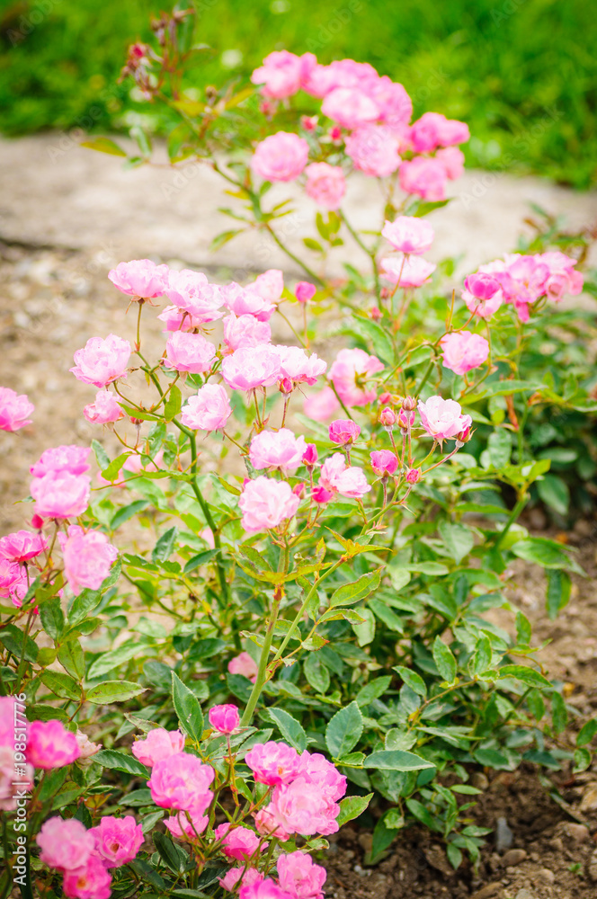 Pink Roses on a bush in a garden on natural background