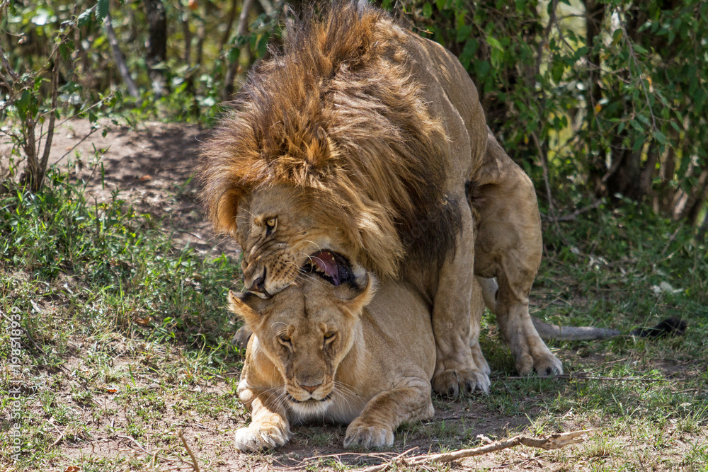 Lion mating couple in teh Masai Mara National Park in Kenya Lion mating couple in teh Masai Mara National Park in Kenya