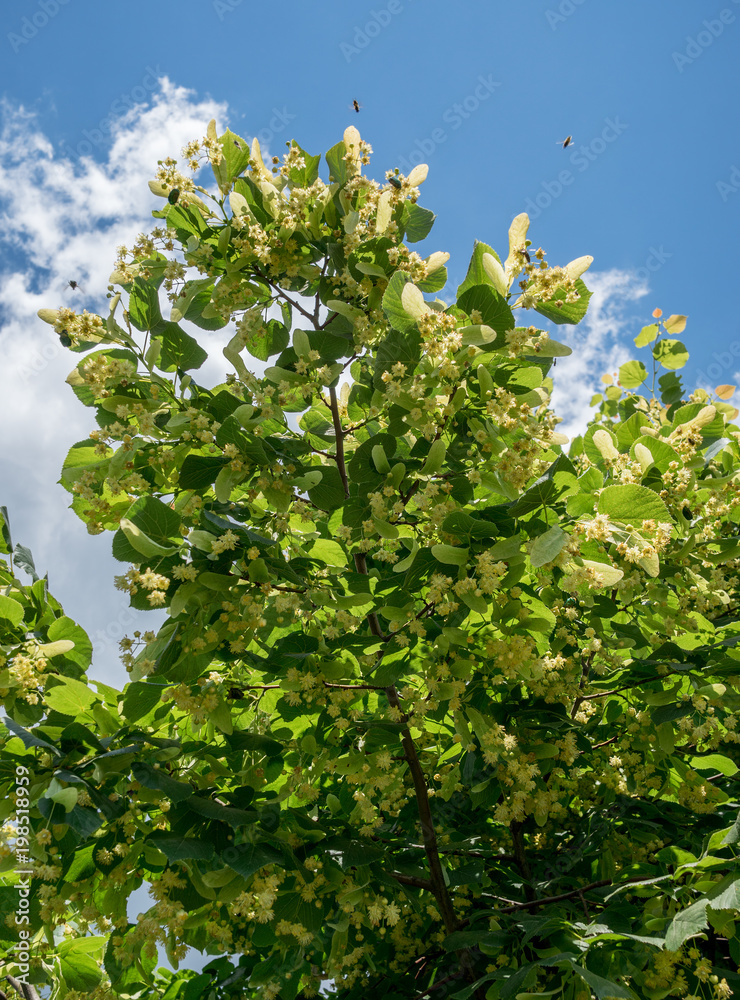 Linden tree in blossom. Nature background.