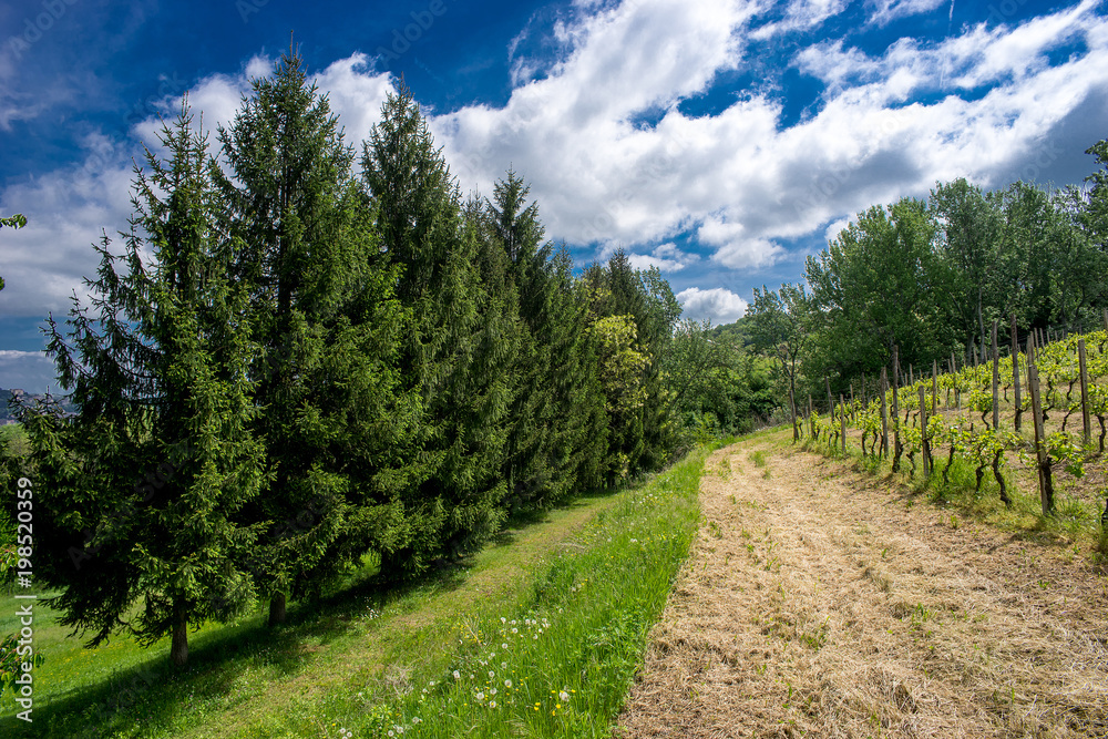 La Vigna