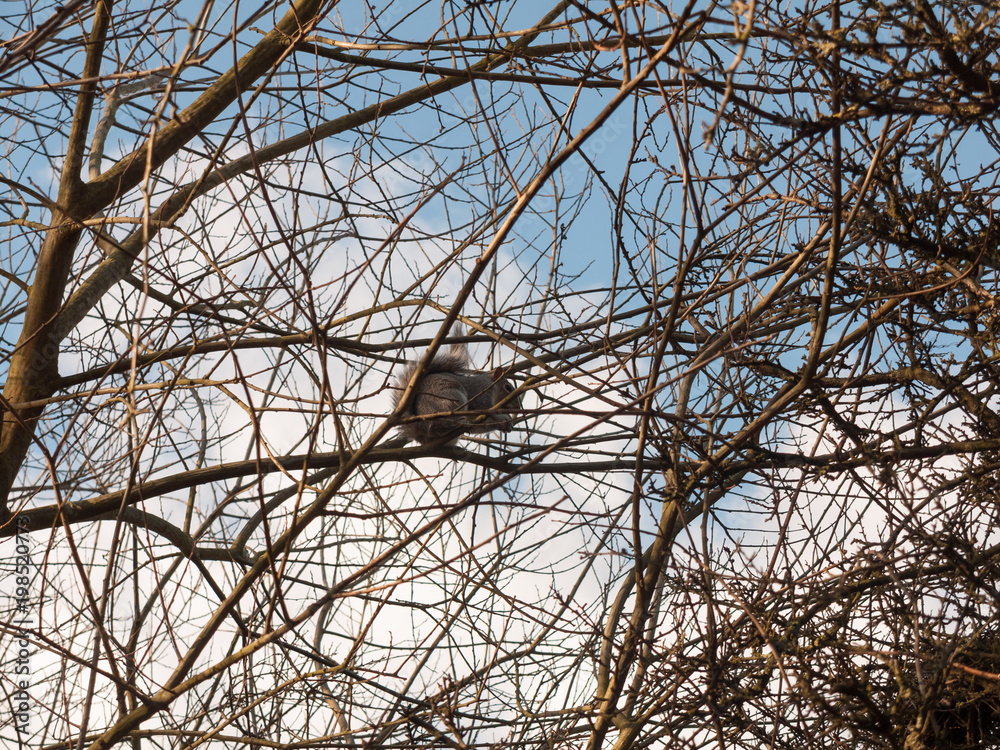 grey squirrel up in tree canopy branches eating grey squirrel up in tree canopy branches eating
