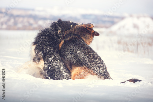 German shepherd and black with white Russian borzoi sit on the snow on winter background