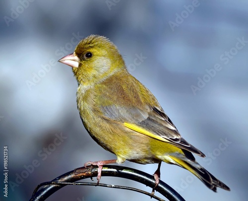 Männlicher Grünfink (Carduelis chloris) 