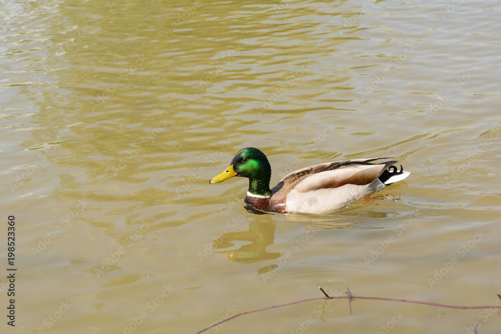 Erpel schwimmt - Stockente