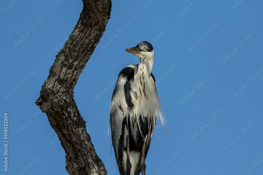 Wood Stork Wood Stork