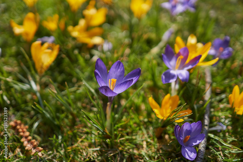 Crocusses in a park in the middle of munich