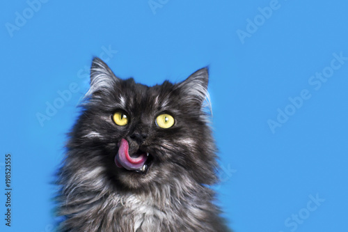 cat with yellow eyes on blue background
