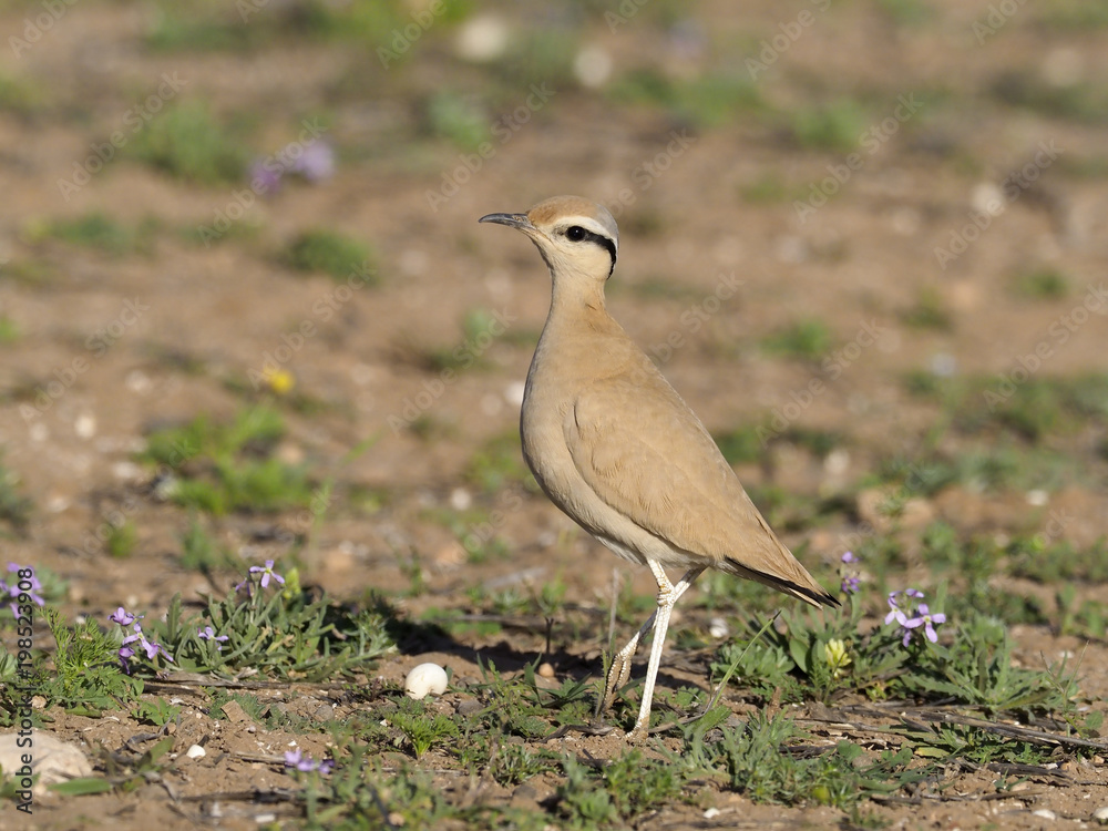 Cream-coloured courser, Cursorius cursar Cream-coloured courser, Cursorius cursar