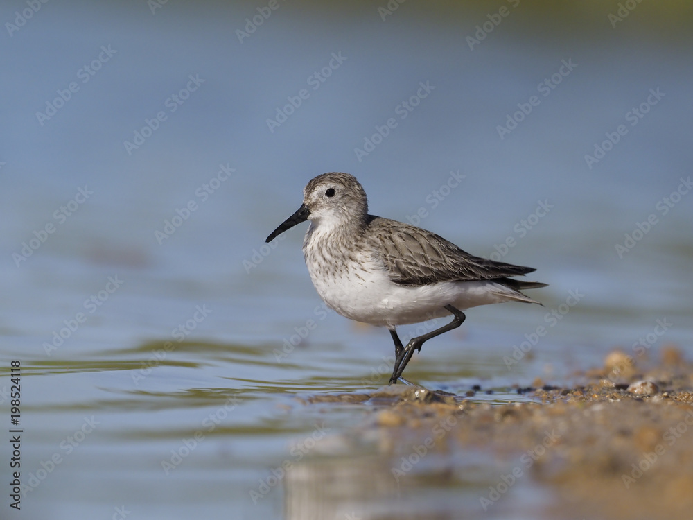 Dunlin, Calidris alpina Dunlin, Calidris alpina