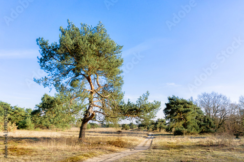 Südländischer Baum vor blauem Himmel © Harald Landsrath