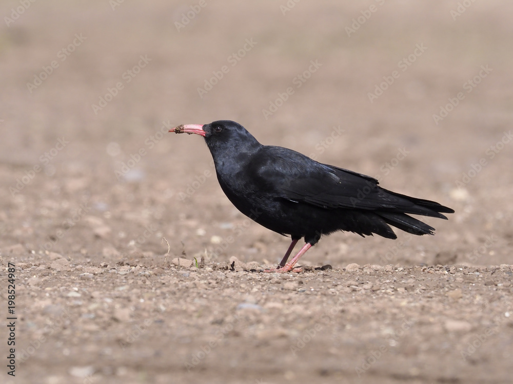 Red-billed chough, Pyrrhocorax pyrrhocorax Red-billed chough, Pyrrhocorax pyrrhocorax
