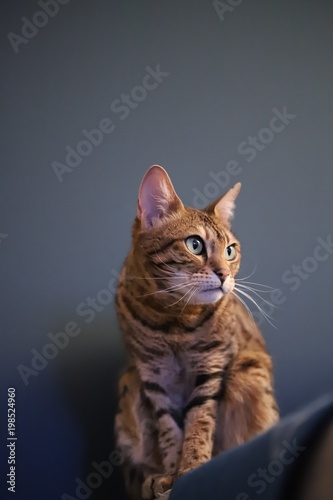 Beautiful bengal cat