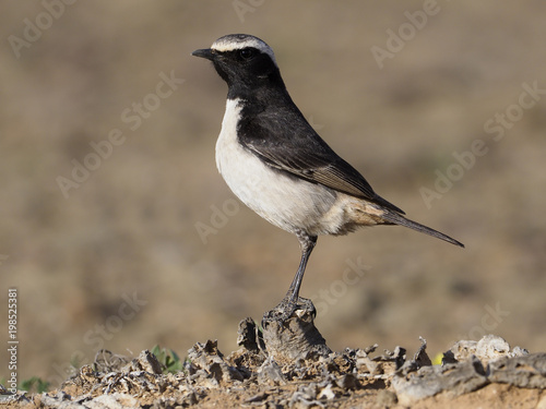 Red-rumped wheatear, Oenanthe moesta © Erni