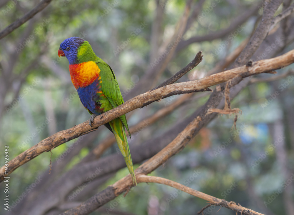 close up exotic colorful red blue green parrot Agapornis reainbow lorikeet sitting on the tree branch