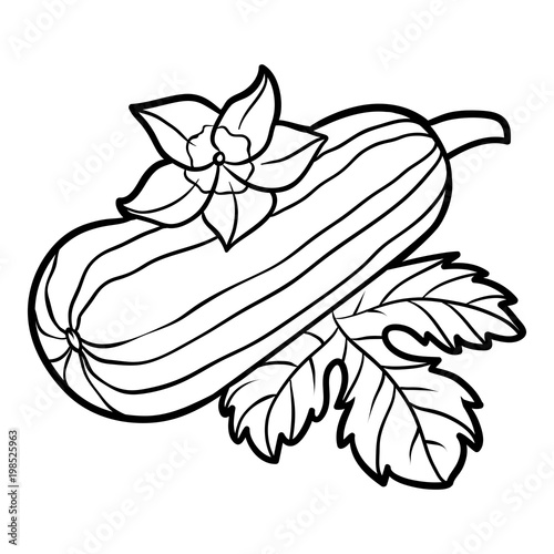 Coloring book, Marrow squash