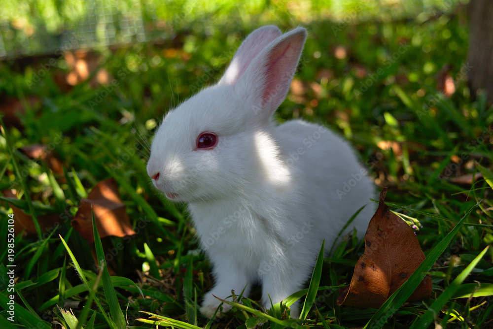 Bunny perked ears Bunny perked ears