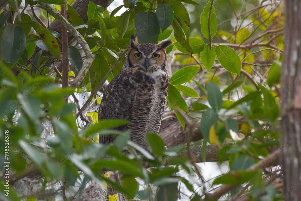 Great Horned Owl Great Horned Owl