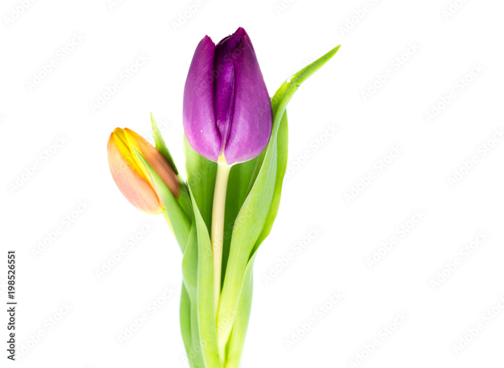 Tulpen Blumen isoliert freigestellt auf weißen Hintergrund, Freisteller