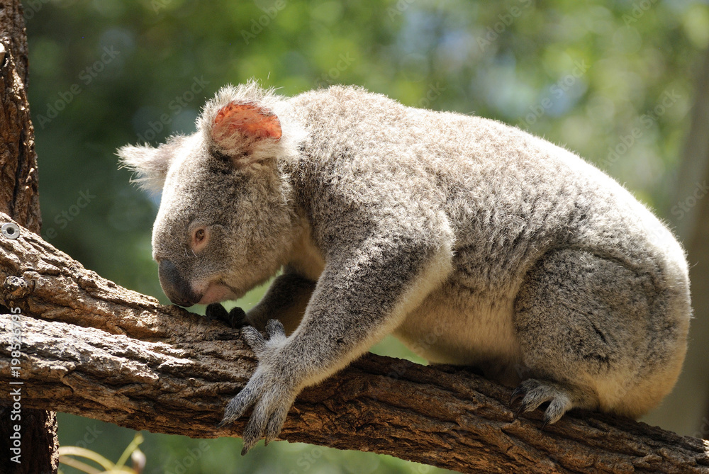 Naklejka premium Koala on eucalyptus tree in Queensland, Australia.