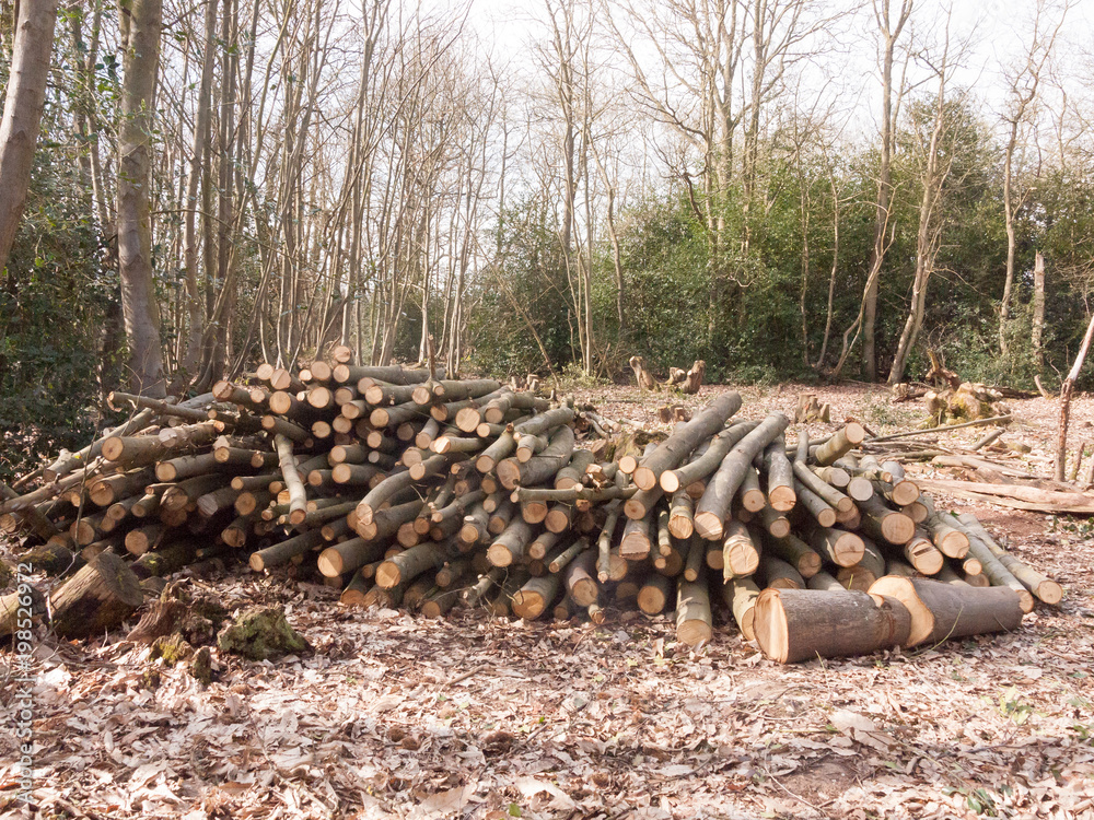 pile of branches wooden stump tree trunks cut down forest wood woodland uk timber