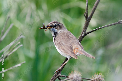 Bluethroat (Luscinia svecica).