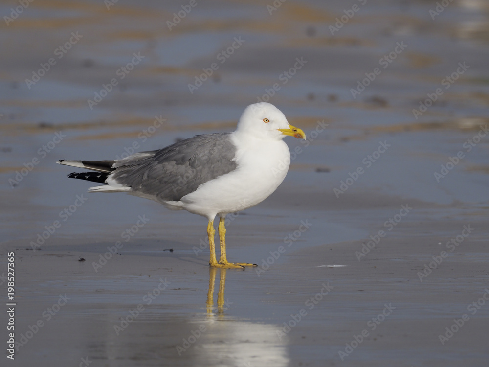 Yellow-legged gull, Larus cachinnans