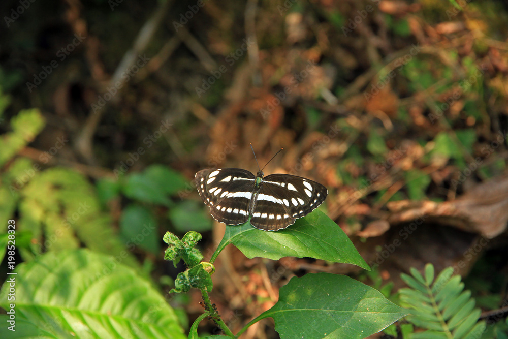 Obraz premium Zebra butterfly, Pokhara, Nepal