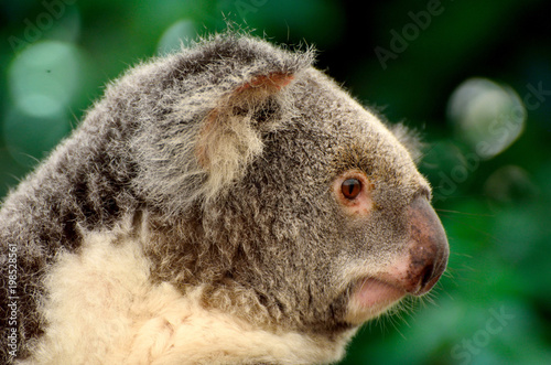 Fototapeta Naklejka Na Ścianę i Meble -  Portrait of koala