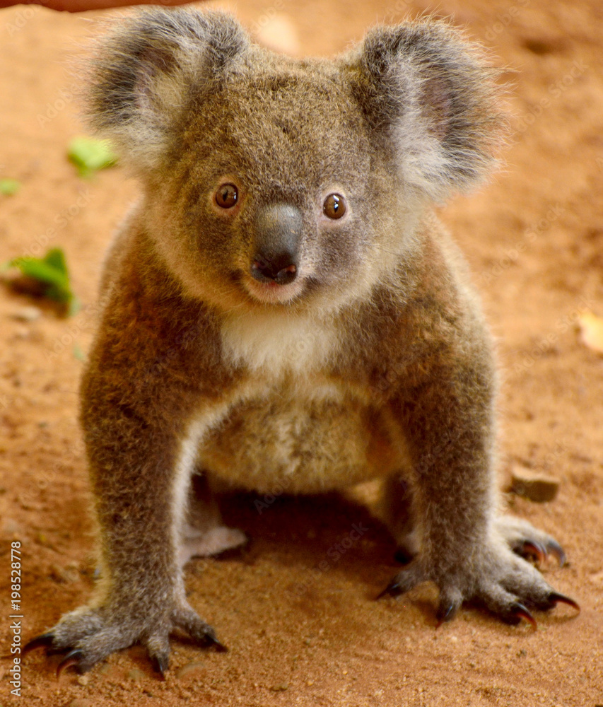 Obraz premium Baby koala on the ground