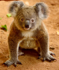 Ingelijste posters Koala Babykoala op de grond  © Alizada Studios