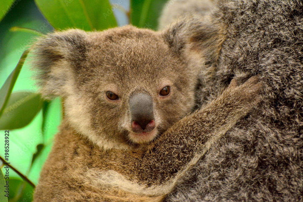 Naklejka premium Portrait of baby koala