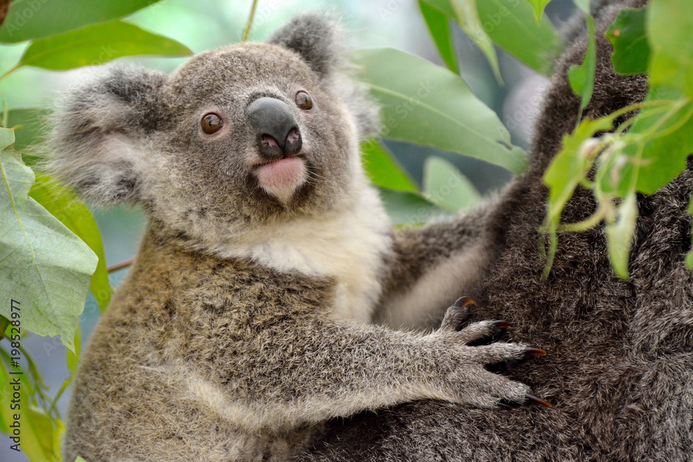 Fototapeta premium Portrait of baby koala