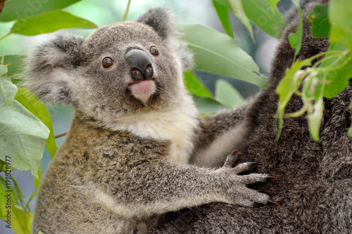 Fototapeta Naklejka Na Ścianę i Meble -  Portrait of baby koala