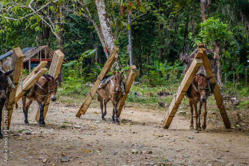 horses carrying wood, pulling lumber in forest landscape photo